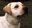 tobyhead.jpg